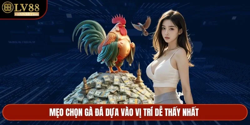 Mẹo chọn gà đá dựa vào vị trí dễ thấy nhất