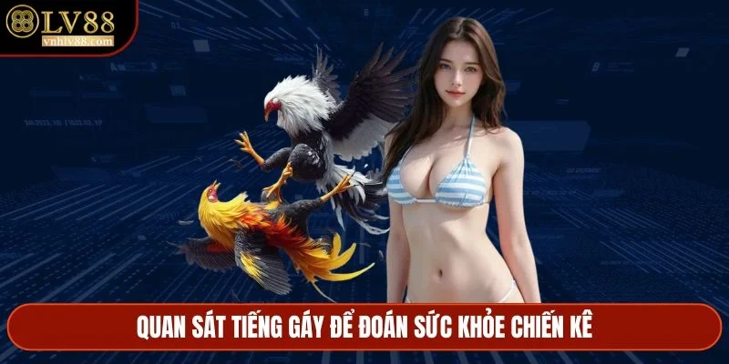 Quan sát tiếng gáy để đoán sức khỏe chiến kê