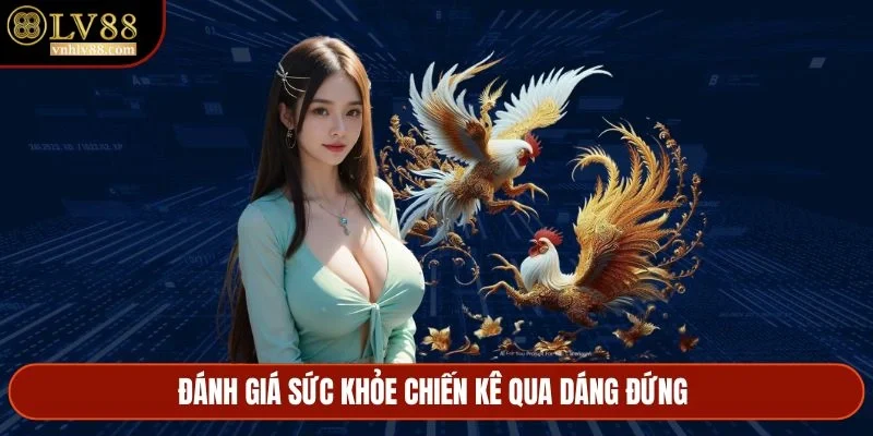 Đánh giá sức khỏe chiến kê qua dáng đứng