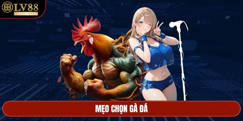 Mẹo chọn gà đá