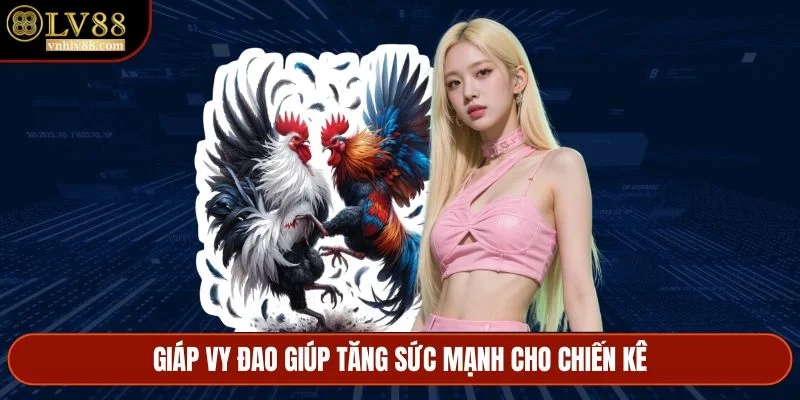 Giáp vy đao giúp tăng sức mạnh cho chiến kê